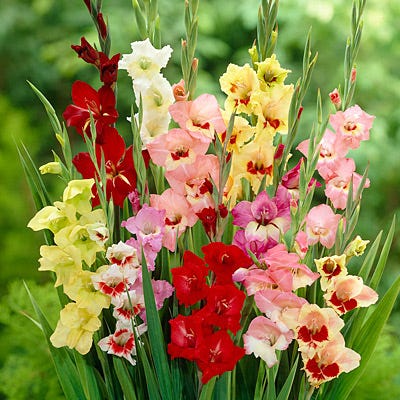 Parrot Gladiolus Mix - Image 2