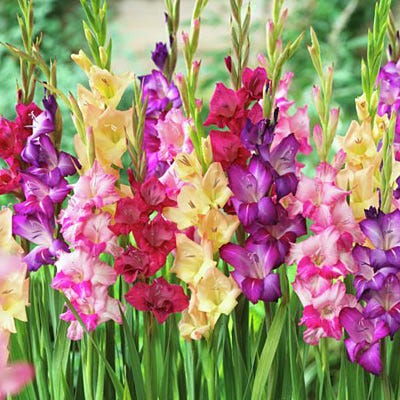 Rainbow Gladiolus Mix - Image 3