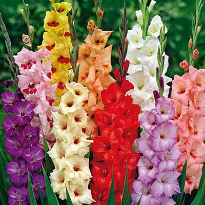 Rainbow Gladiolus Mix - Image 4