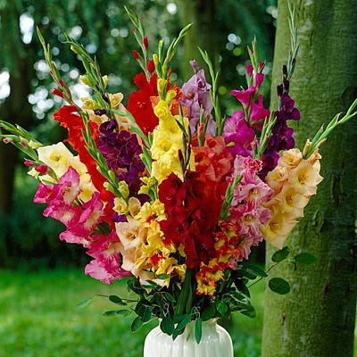 Rainbow Gladiolus Mix - Image 5