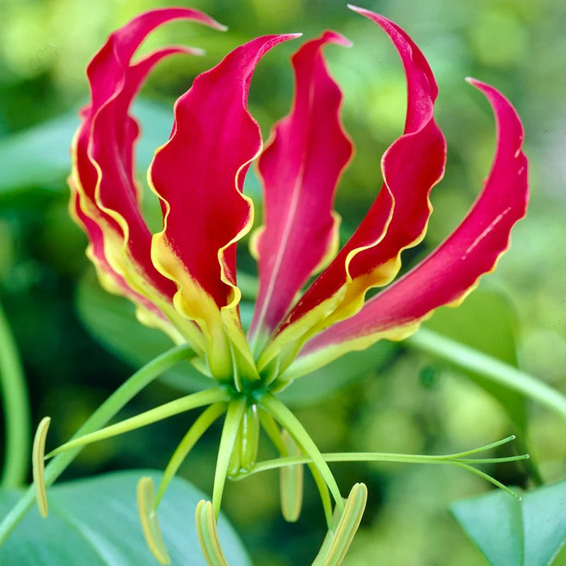 Gloriosa Lily - Image 2