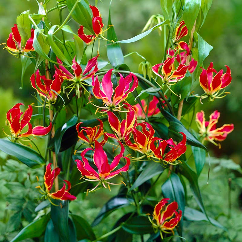 Gloriosa Lily - Image 3