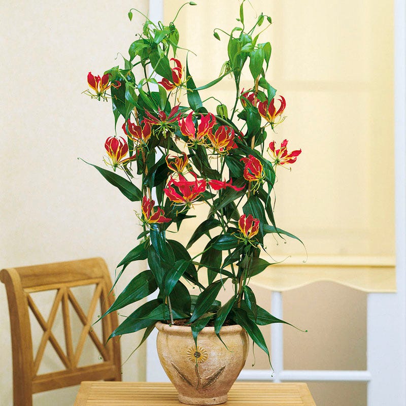 Gloriosa Lily - Image 4