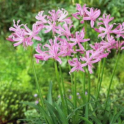 Pink Nerine Lily - Image 3