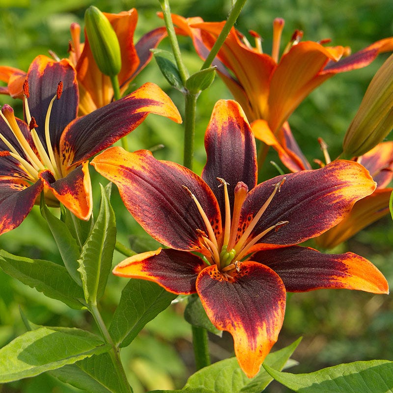 Bold & Hardy Summer Blooms Bulb Collection - Image 3