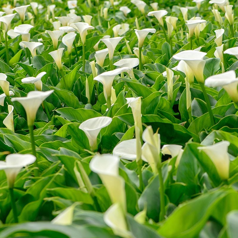 White Wedding Flower Bulb Collection - Image 4